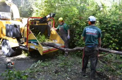 tree services Hialeah Gardens